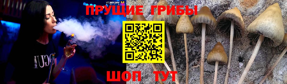 Псилоцибиновые грибы мицелий  Вход с VPN  Карасук  Псилоцибиновые грибы Psilocybine cubensis 
